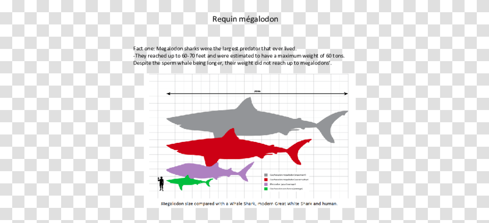 Whale Shark And Megalodon, Person, Animal, Sea Life, Fish Transparent Png