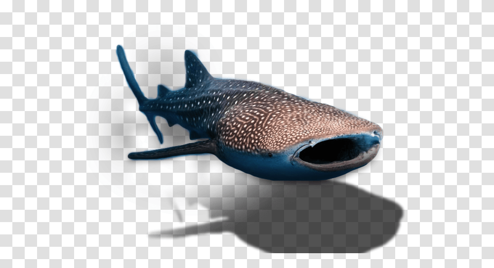 Whale Shark Background, Sea Life, Animal, Fish, Mammal Transparent Png