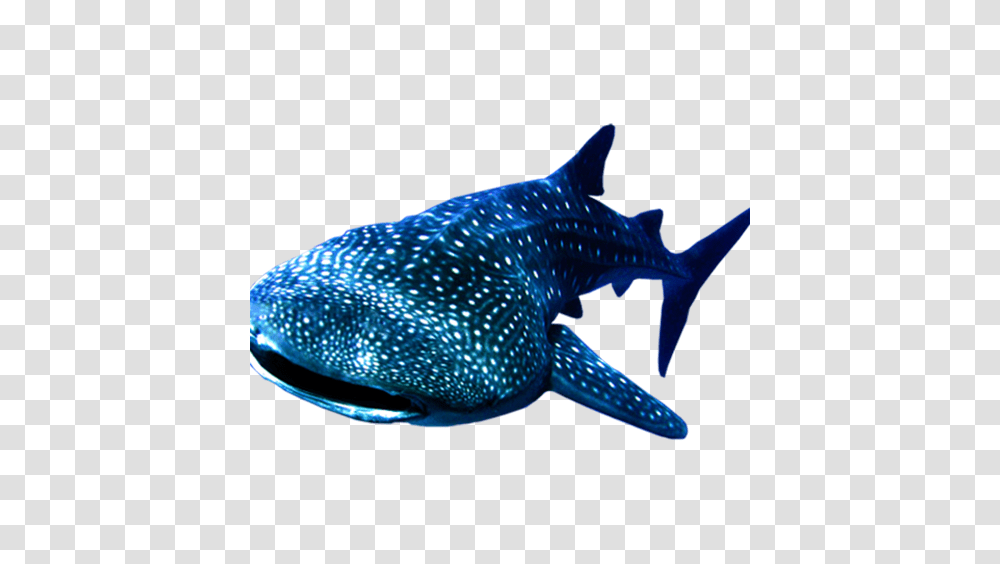 Whale Shark Background Whale Shark Background, Fish, Animal, Sea Life, Mammal Transparent Png