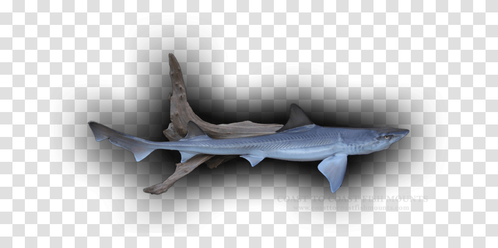 Whale Shark, Fish, Animal, Sea Life, Great White Shark Transparent Png