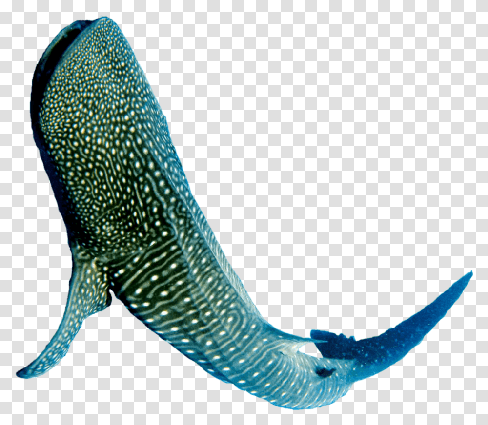 Whale Shark, Fish, Animal, Sea Life, Sock Transparent Png