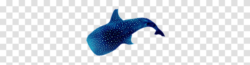 Whale Shark Image, Fish, Animal, Sea Life, Trout Transparent Png