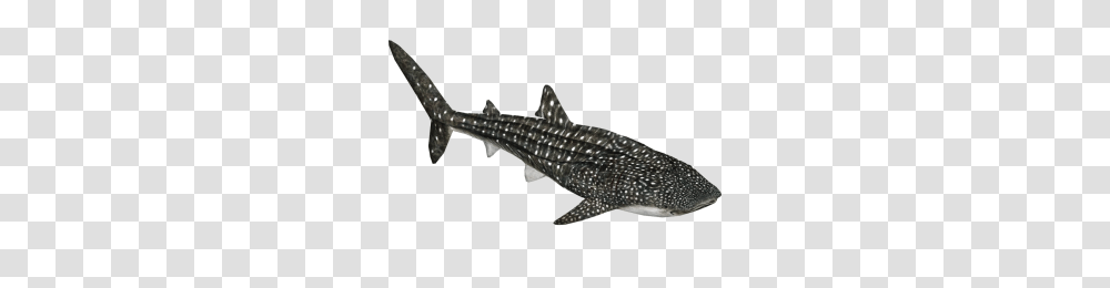 Whale Shark Image, Sea Life, Fish, Animal, Great White Shark Transparent Png