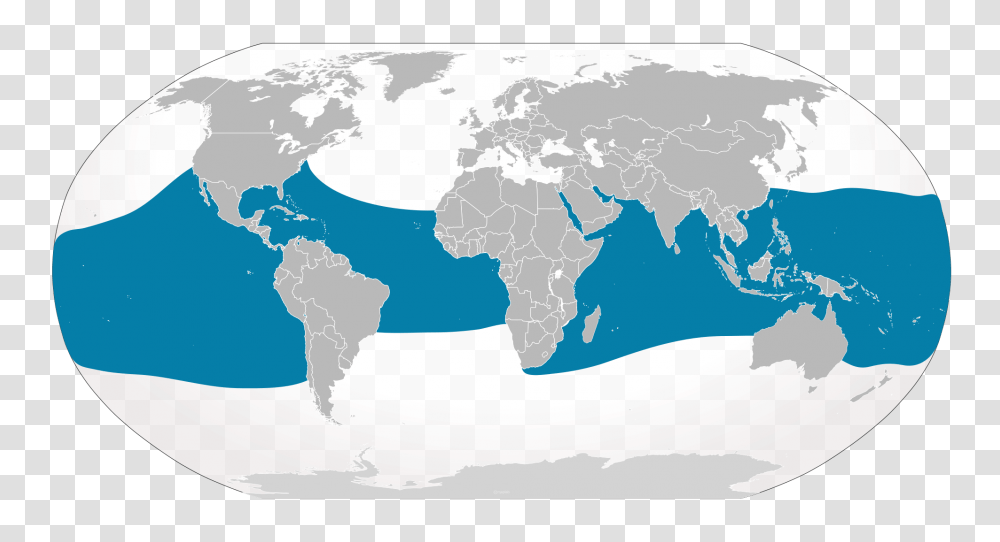 Whale Shark, Map, Diagram, Plot, Nature Transparent Png