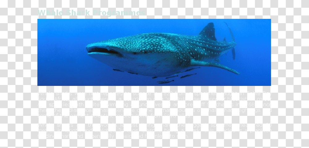 Whale Shark, Outdoors, Animal, Sea Life, Water Transparent Png