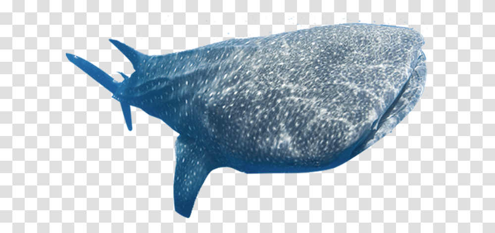 Whale Shark, Sea Life, Animal, Fish, Mammal Transparent Png