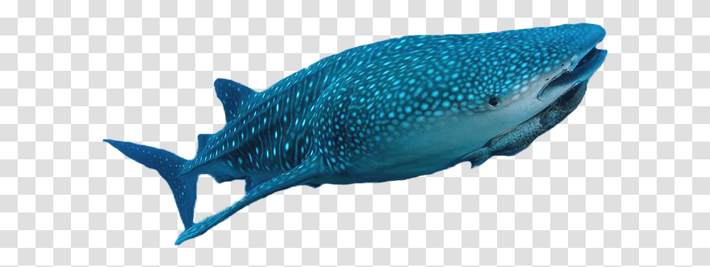 Whale Shark, Sea Life, Fish, Animal, Amphiprion Transparent Png