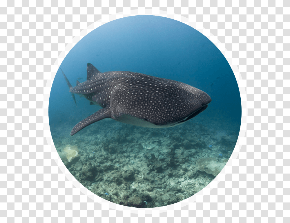 Whale Shark, Water, Outdoors, Nature, Sea Transparent Png