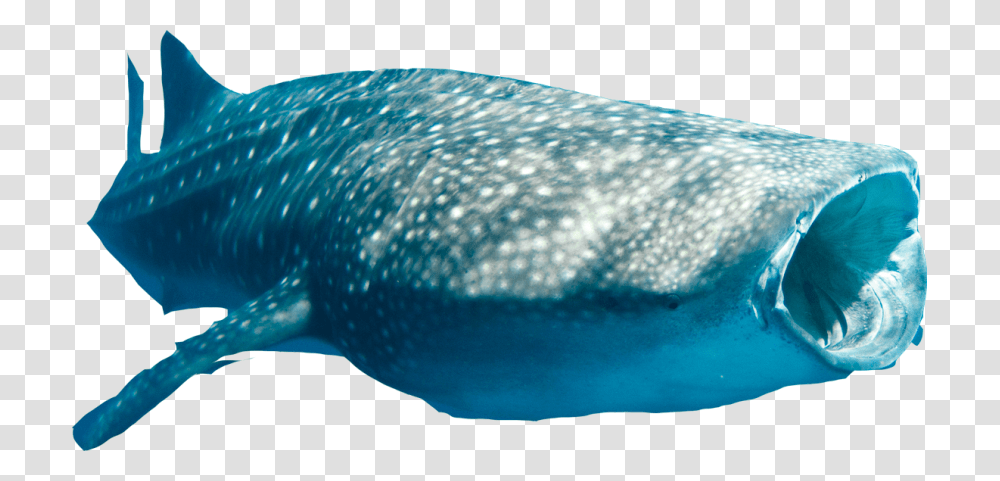 Whale Shark With Background, Sea Life, Animal, Fish, Mammal Transparent Png