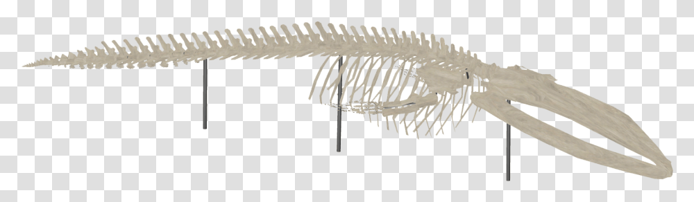 Whale Skeleton Blue Whale Skeleton, Fern, Plant Transparent Png