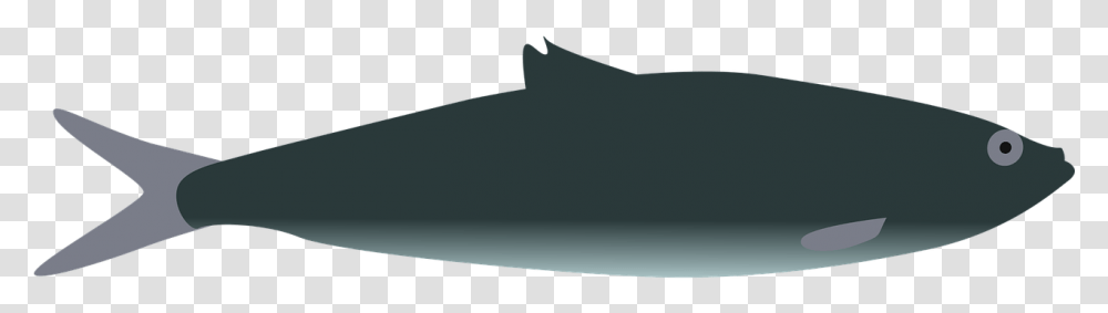 Whale Transparent Png