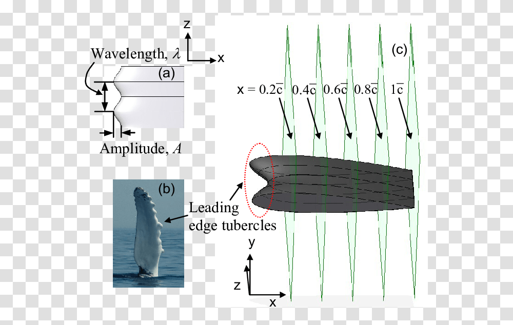 Whale Tubercle Flipper, Plot, Diagram, Measurements, Long Sleeve Transparent Png