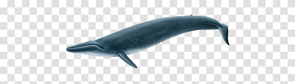 Whale Whale Images, Sea Life, Animal, Mammal, Dolphin Transparent Png