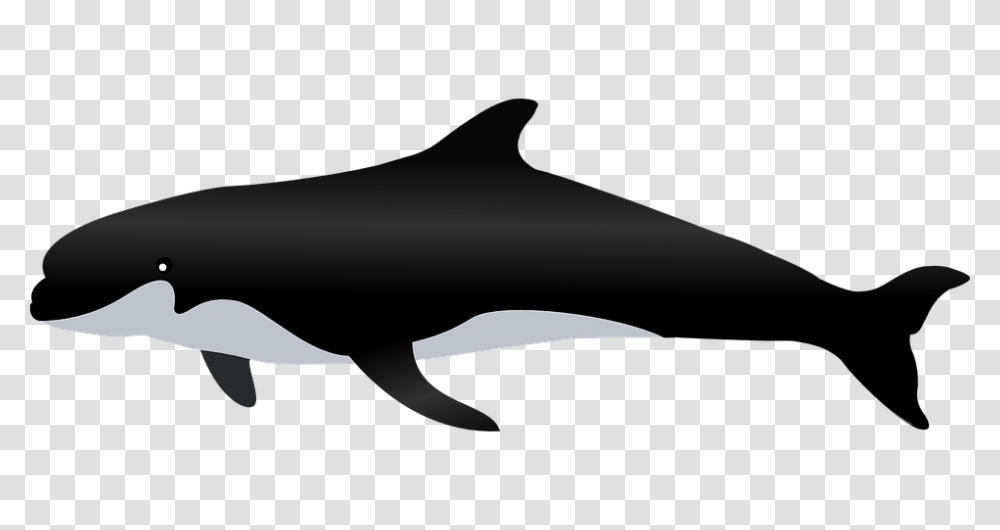 Whales And Dolphins, Sea Life, Animal, Mammal, Shark Transparent Png