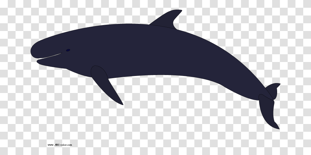 Whales, Sea Life, Animal, Mammal, Dolphin Transparent Png