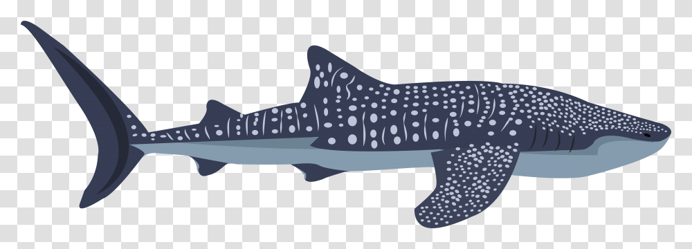 Whaleshark, Sea Life, Fish, Animal, Great White Shark Transparent Png