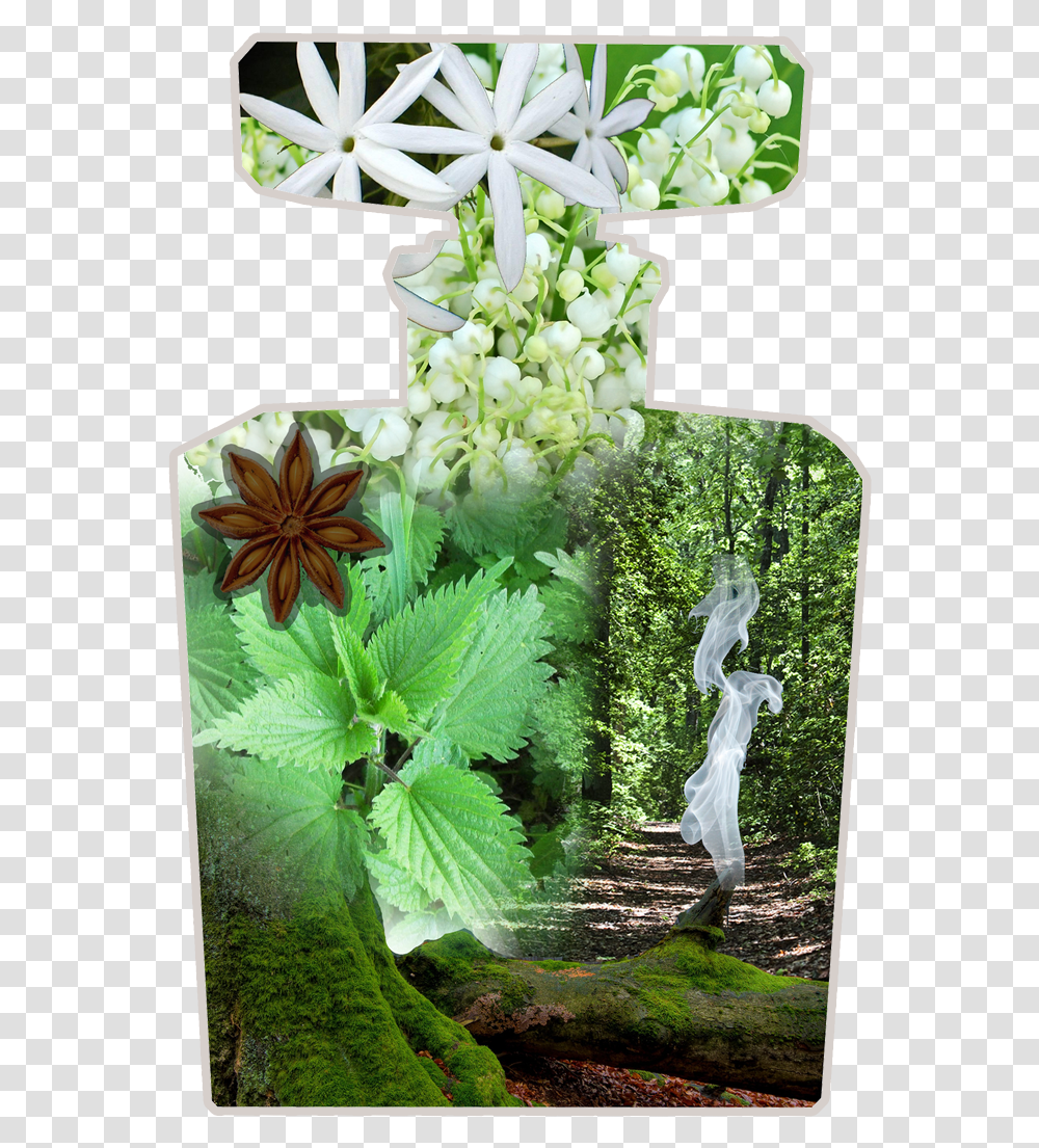 What A Watcher Asks Distinguishes One Moth From Another Bouquet, Potted Plant, Vase, Jar, Pottery Transparent Png