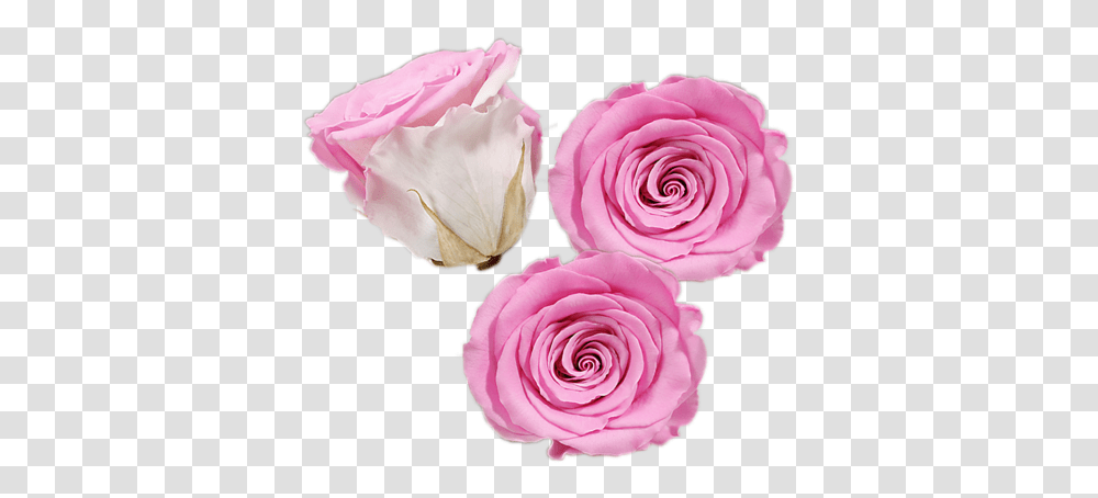 What Are Preserved Roses See Our Luxury Roses Eternal Floribunda, Flower, Plant, Blossom, Petal Transparent Png