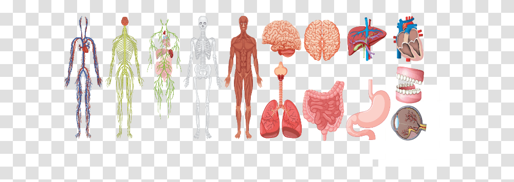 What Are The Parts That Make Up A Human Heart Diagrams And More Anatomy Set Systems, Clothing, Apparel, Person, Skeleton Transparent Png