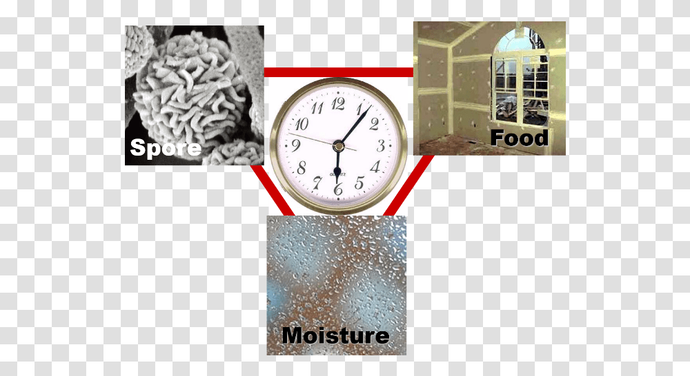 What Causes Mold To Grow Quartz Clock, Analog Clock, Clock Tower, Architecture, Building Transparent Png