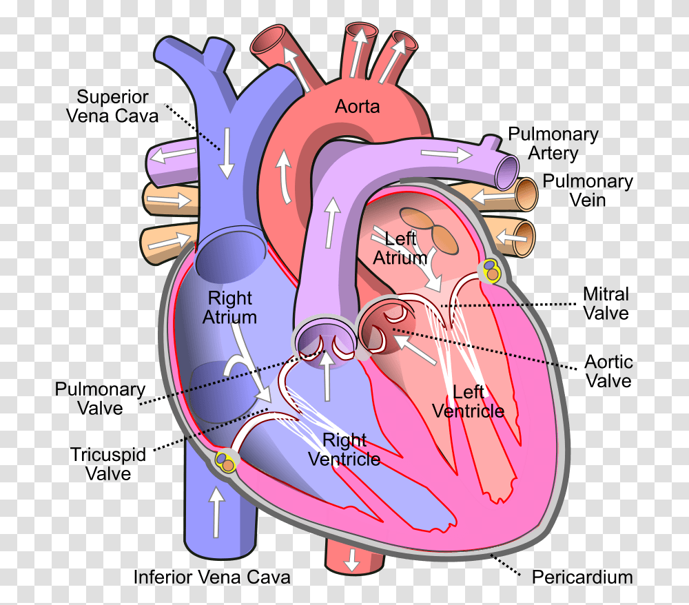 What Does The Heart Do 6 Tips For Health Fit Human Heart, Diagram, Plot, Bag, Map Transparent Png