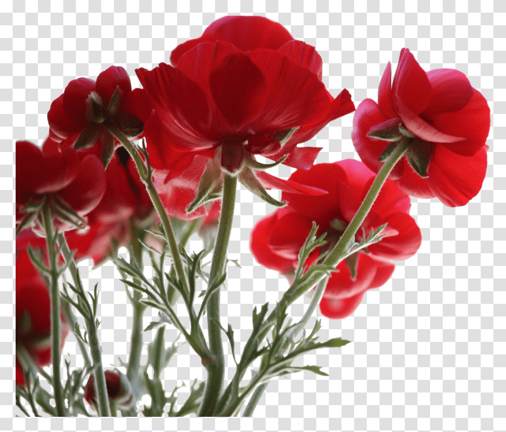 What Flowers Should I Buy For A Funeral Provenzano Lanza Flowers View, Geranium, Plant, Blossom, Petal Transparent Png