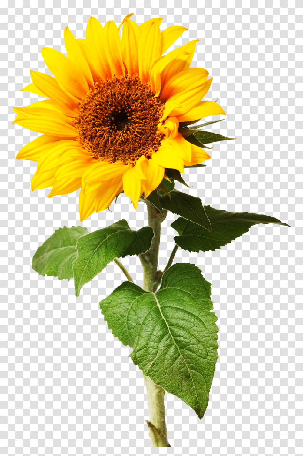 What Is A Plant Different Types Of Plants Dk Find Out, Flower, Blossom, Sunflower Transparent Png