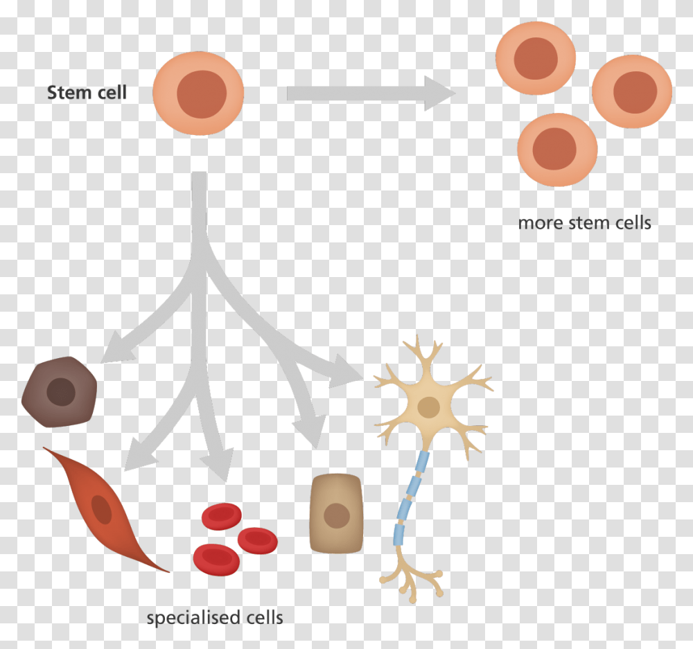 What Is A Stem Cell Clip Art Stem Cell, Poster, Advertisement Transparent Png