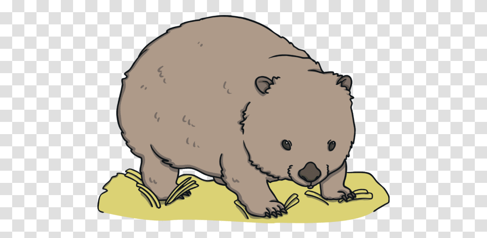 What Is A Wombat Animal Figure, Mammal, Wildlife, Beaver, Rodent Transparent Png