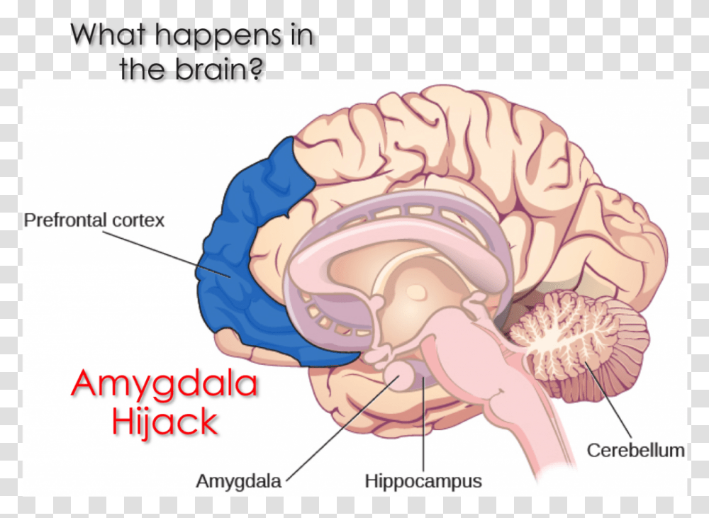 What Is An Amygdala Hijack In The Brain Thalamus On Brain, Sea Life, Animal, Clam, Seashell Transparent Png