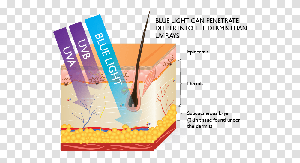 What Is Blue Light And Why It Important To Protect Skin Hev Blue Light, Dessert, Food, Cake, Text Transparent Png