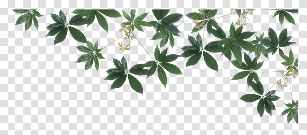 What Is Houseplant, Leaf, Vegetation, Bush, Flower Transparent Png