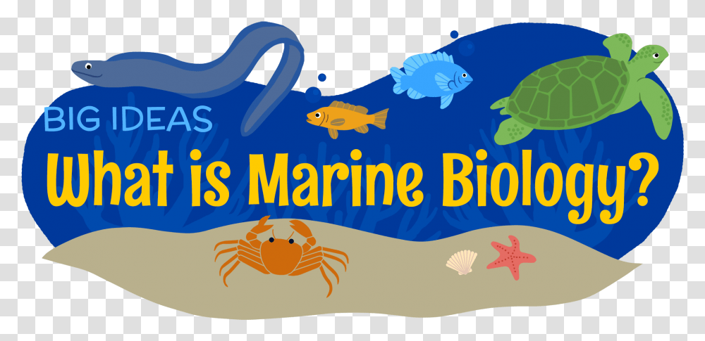 What Is Marine Biology Marine Biologist Clipart, Water, Outdoors, Animal, Fish Transparent Png