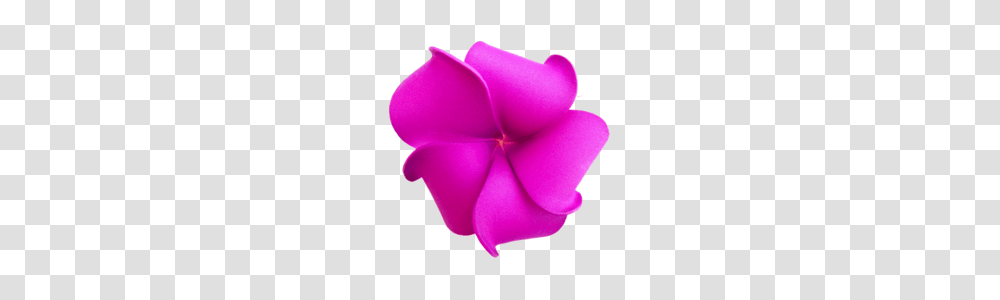 What Is Plumeria, Purple, Flower, Plant, Blossom Transparent Png