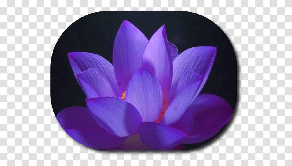 What Is Reiki Purple Lotus Flower, Plant, Blossom, Petal, Lily Transparent Png