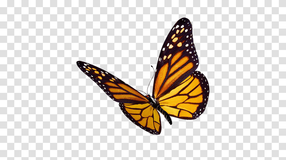 What Is The Difference Between A Moth And A Butterfly, Monarch, Insect, Invertebrate, Animal Transparent Png