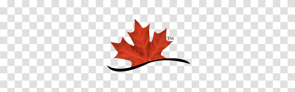 What Makes Canadian Beef So Great Consumers Believe Its Canada, Leaf, Plant, Tree, Maple Leaf Transparent Png