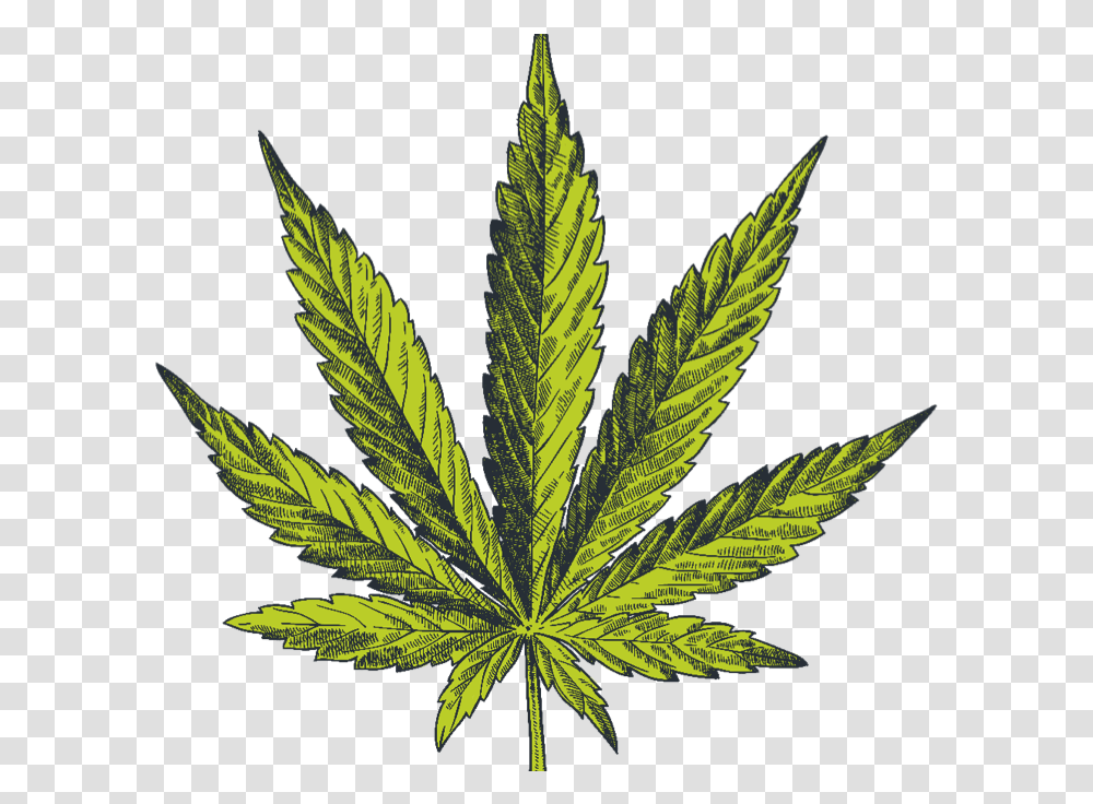 What Makes Cannabis So Effective Marijuana Leaf, Plant, Hemp, Weed Transparent Png