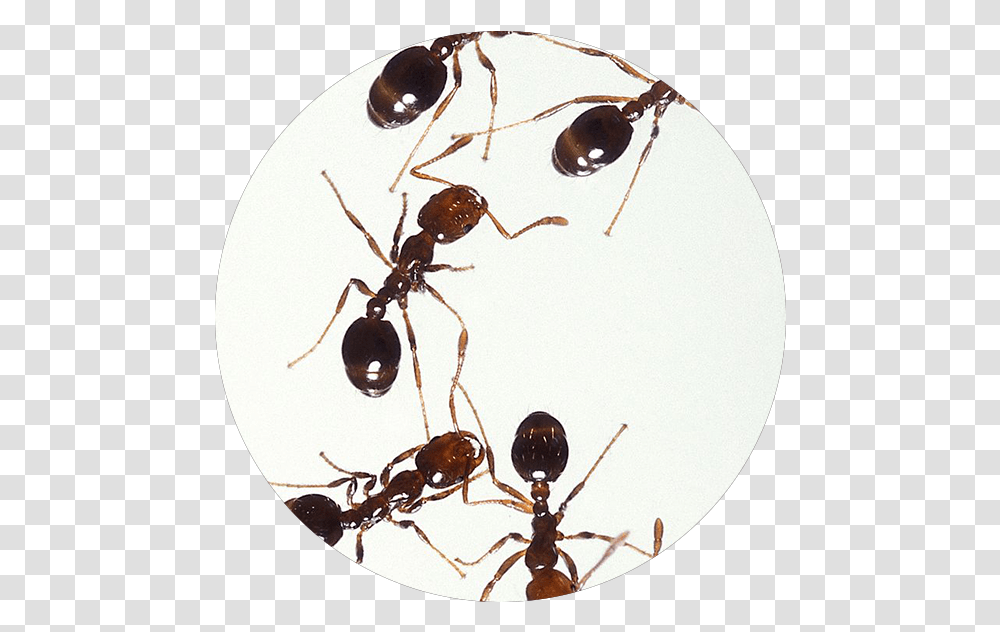 What Pest Is This Boot Ants, Spider, Invertebrate, Animal, Arachnid Transparent Png