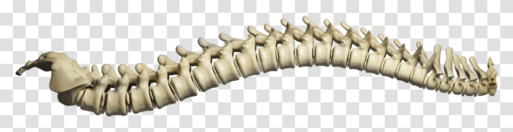 What We Offer Spine, Screw, Machine, Teeth, Mouth Transparent Png