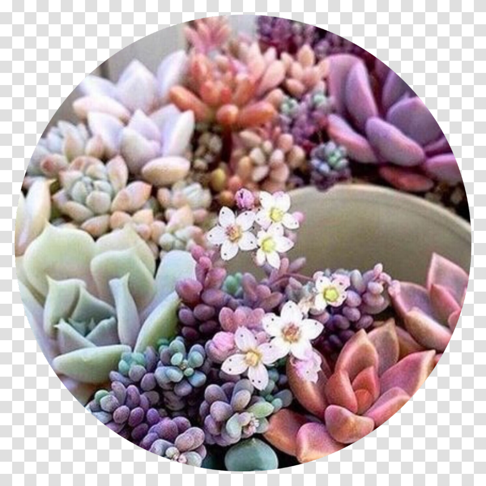 What Would You Guys Like To See More OfFace Reveal Succulent Plant, Porcelain, Pottery, Platter Transparent Png
