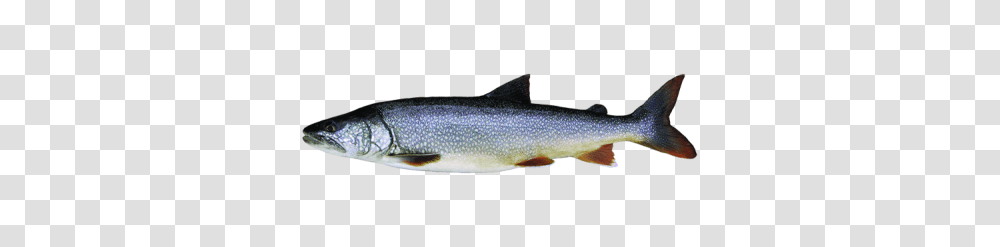What Youll Catch Travel Manitoba, Trout, Fish, Animal, Sea Life Transparent Png