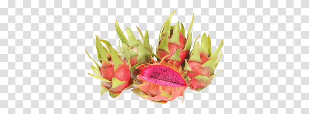 Whats Cosmic Charlie Dragon Fruit, Plant, Flower, Blossom, Petal Transparent Png