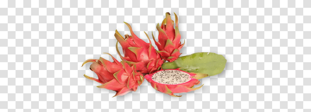 Whats Dragon Fruit Plant, Flower, Blossom, Geranium, Petal Transparent Png