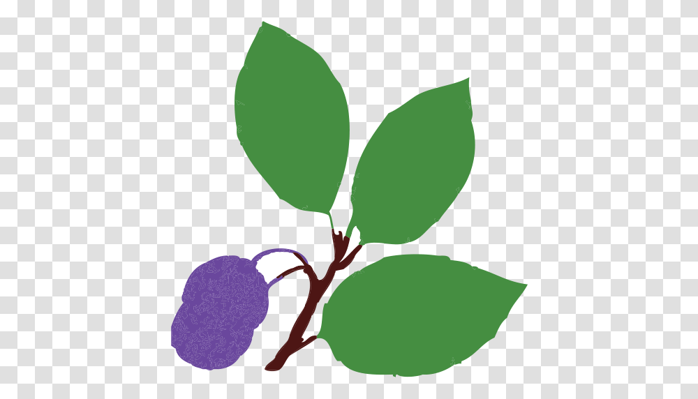 Whats New, Leaf, Plant, Green, Fruit Transparent Png
