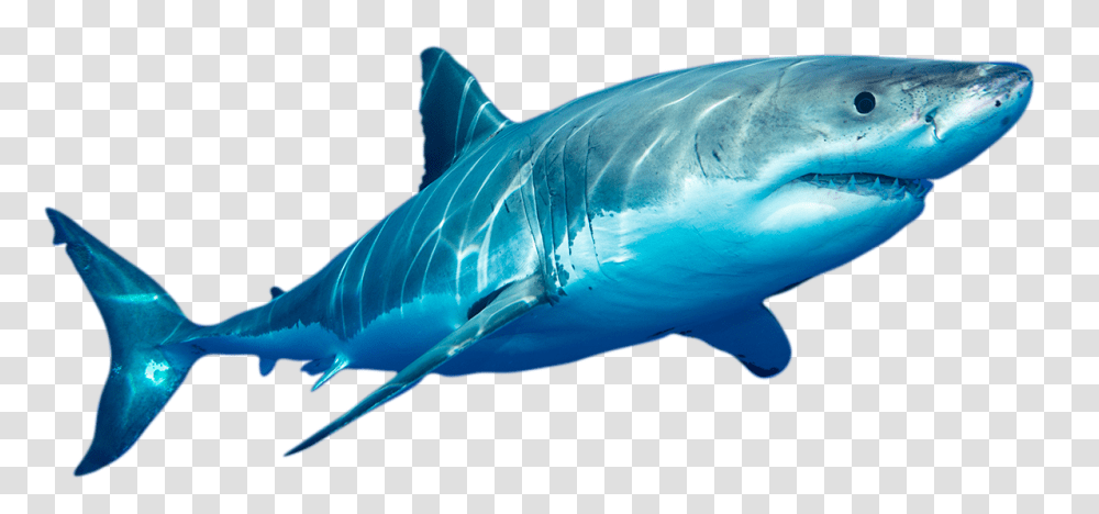 Whats The Shark Equivalent Of Burning Man Stanford Magazine, Sea Life, Fish, Animal, Great White Shark Transparent Png