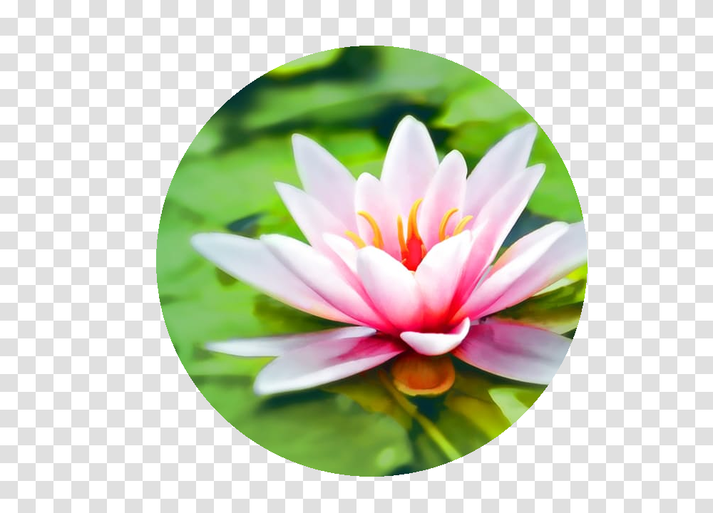 Whats Your Birth Month Flower, Plant, Lily, Blossom, Pond Lily Transparent Png