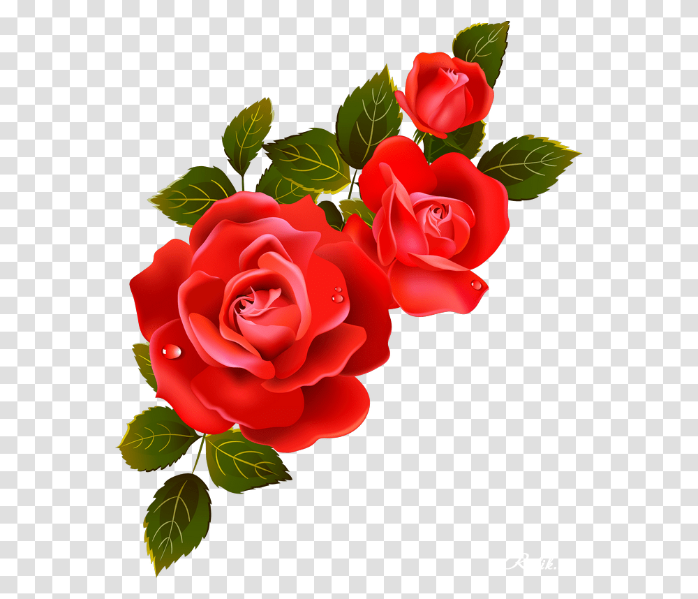 Whatsapp Dp Good Night, Rose, Flower, Plant, Blossom Transparent Png
