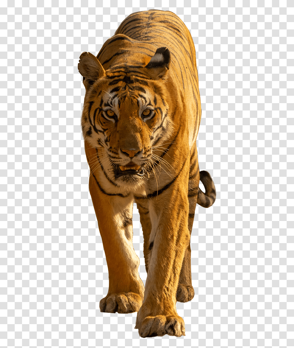 Whatsapp Icon Bengal Tiger, Wildlife, Mammal, Animal Transparent Png
