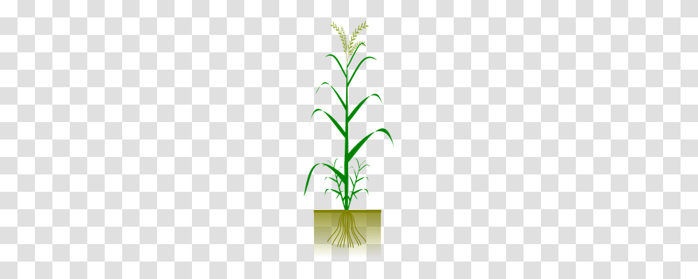 Wheat Technology, Plant, Flower, Blossom Transparent Png